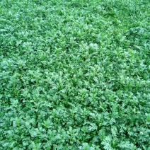 小叶茼蒿15~20cm