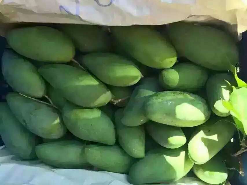 海南乐东基地采摘的绿色大青芒鲜果,果皮青绿均匀,尺寸均一,体现标准化种植管理下的商品级品质 绿色大青芒整果特写:青绿色光滑果皮,微泛蜡质光泽,果肩圆润,果尖略弯,表面无机械伤与病斑