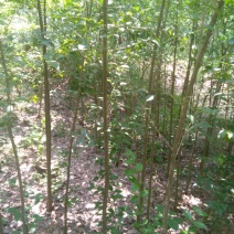 高杆女贞4cm以下