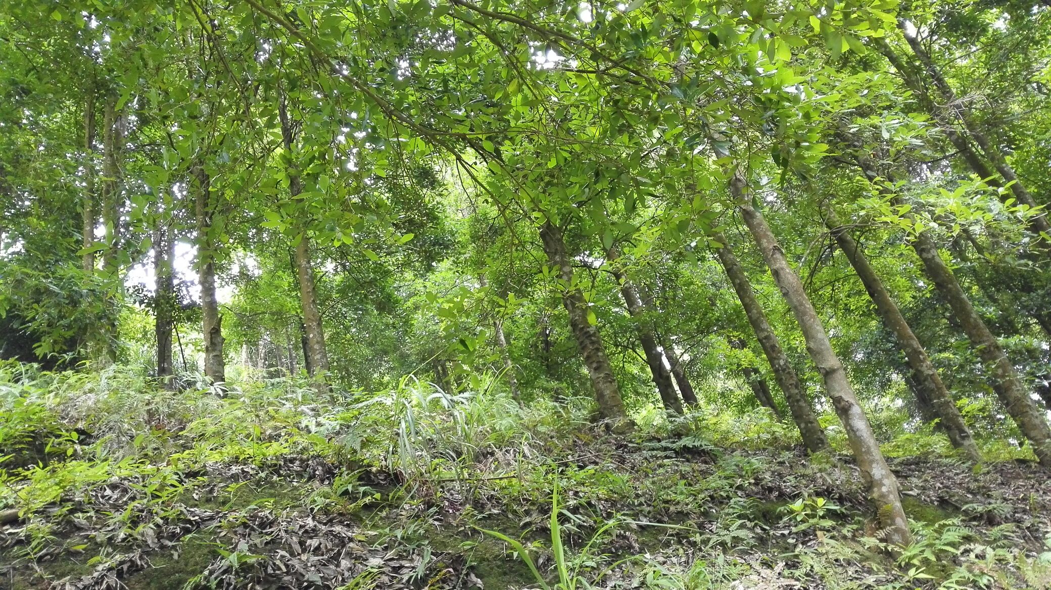 高海拔山区中成片生长的八角树,背景为清晨云雾弥漫的原始森林边缘,阳光透过树叶照射在挂满红色八角果实的枝条上,地面覆盖腐殖质丰富的黑色土壤 八角树在云雾缭绕的山坡上生长