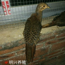 白腹锦鸡苗1斤以上
