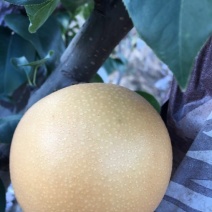 丰水梨