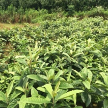 枇杷树