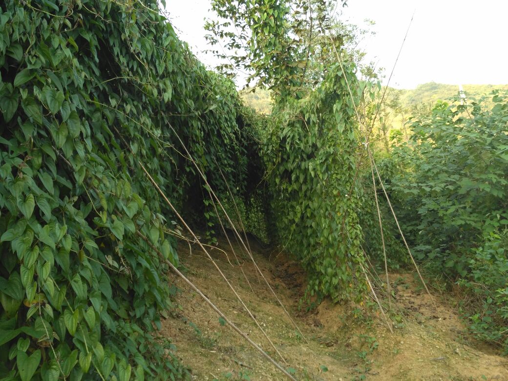 华南柱花草–印度豇豆绿肥覆盖山药田