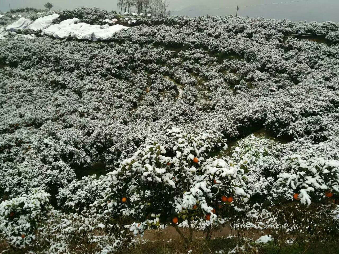一片脐橙园冬季管理场景,地面铺设黑色地膜并覆盖稻草,部分树干涂白防冻,远处可见简易防风障结构,天空呈阴冷灰白色调,体现冬季环境特征 果园冬季保温实景图