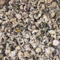 怀菊花