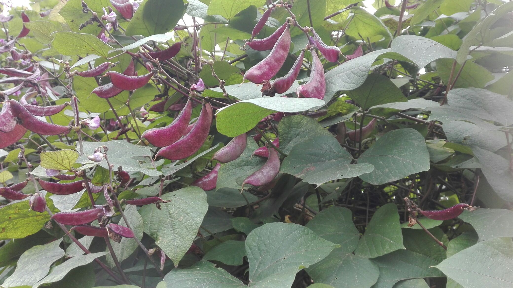 扁豆成熟期田间实景图,展示结荚饱满、植株健康的状态 扁豆成熟期田间图