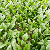 名门菠菜15~20厘米