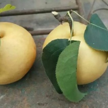 圆黄梨