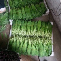 山野菜