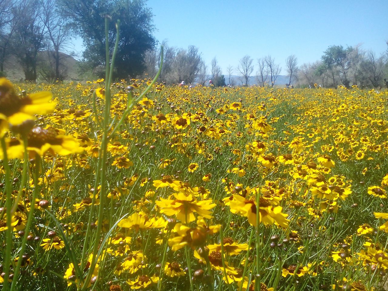 一片广袤的丘陵坡地上,成片金黄色的金丝皇菊正在盛放,阳光洒落,花朵熠熠生辉,远处有农人弯腰采摘,背景为青山环绕的生态茶园,展现原生态种植环境 金丝皇菊盛开的茶园航拍图
