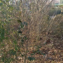 木槿