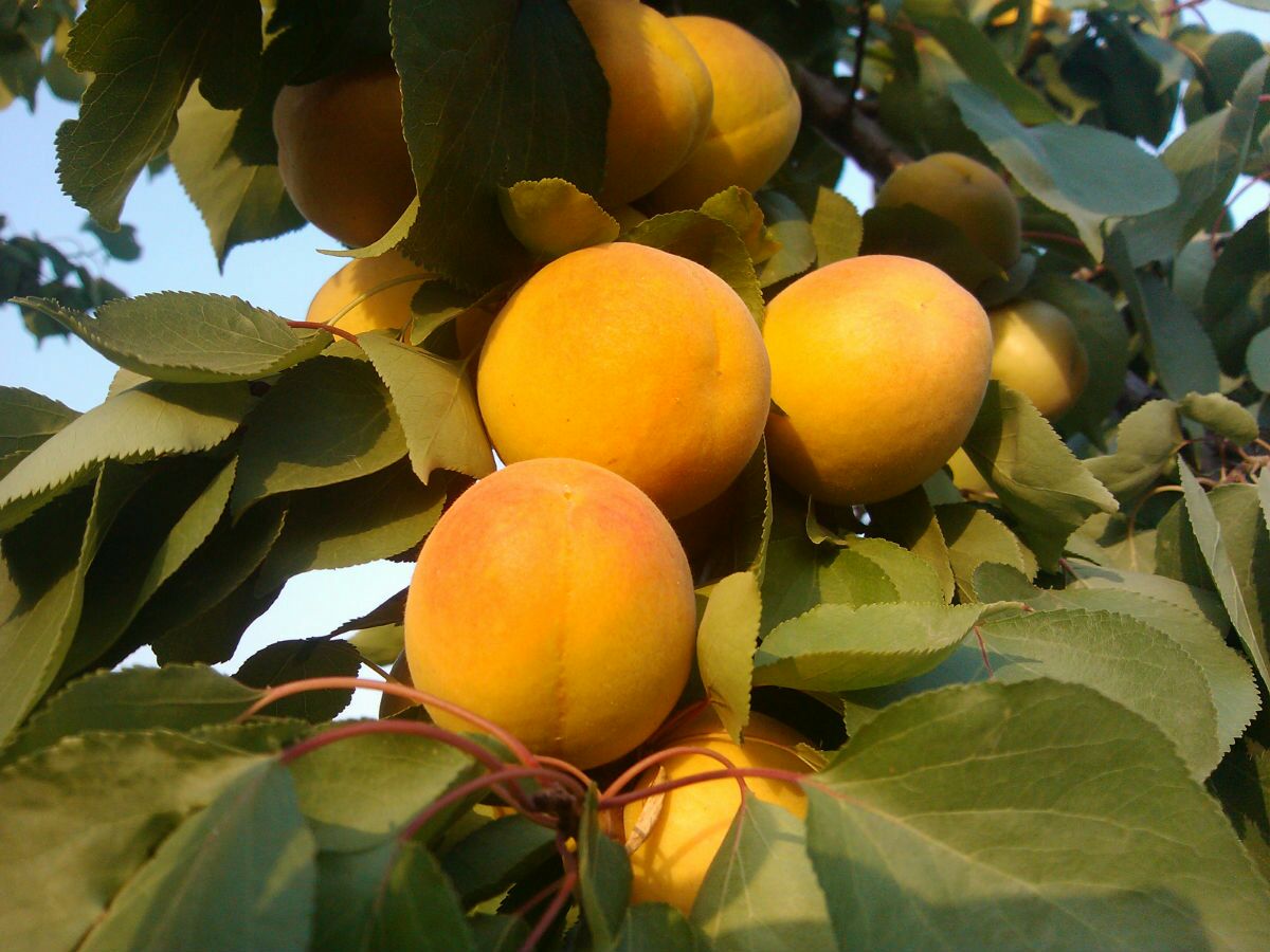 凯特杏成熟果实特写