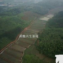 生态甲鱼1.5~2斤