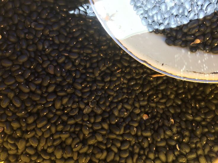 黑豆储存方式示意图