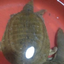 生态甲鱼1.5~2斤