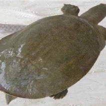 生态甲鱼