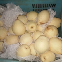 水晶梨300~350g纸箱