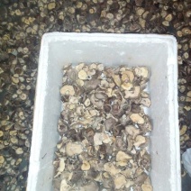 干香菇2~3cm