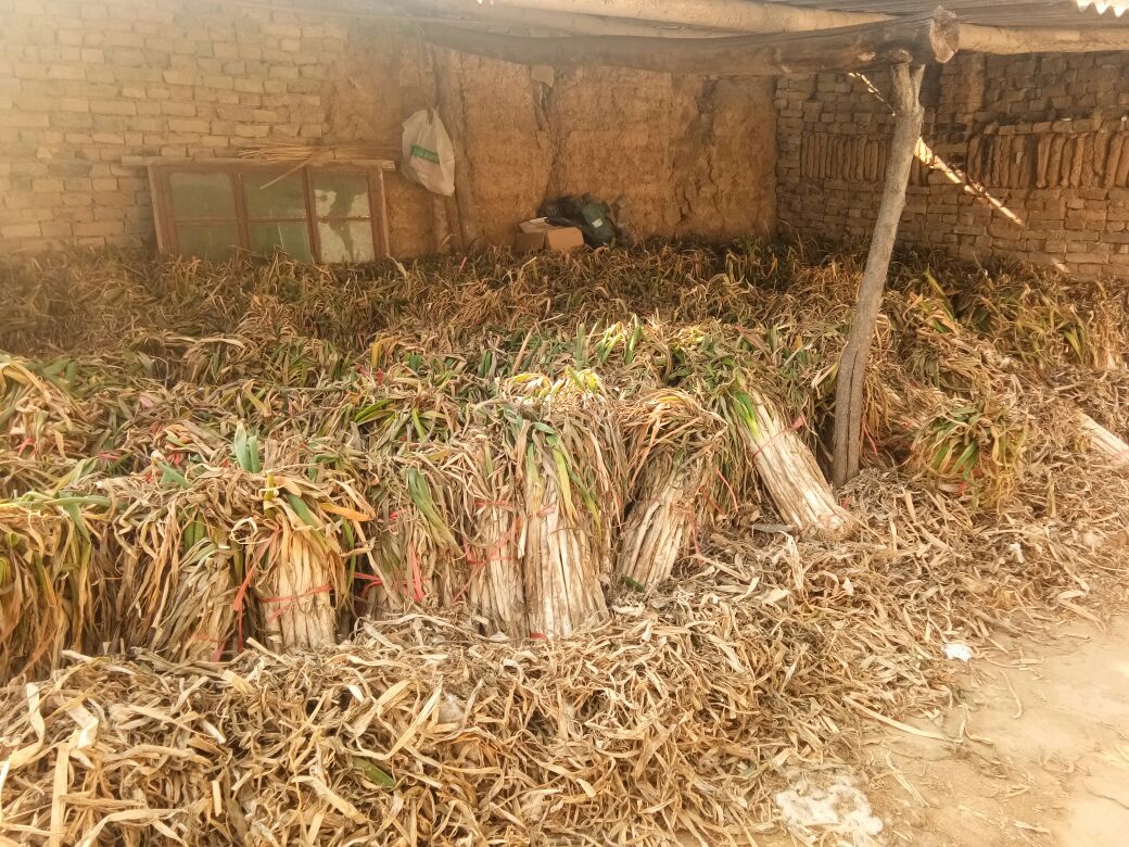 大葱沟藏结构剖面图