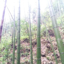 竹子10~11m