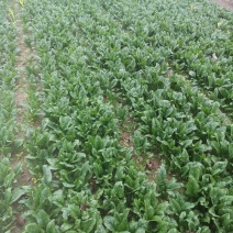 大叶菠菜25~30厘米