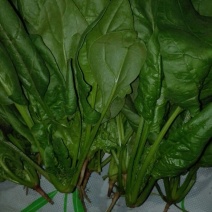 大叶菠菜15~20厘米