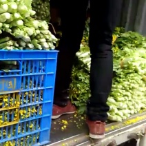 菜苔