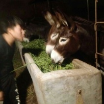 肉驴400~500斤
