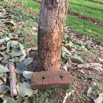 柿树
