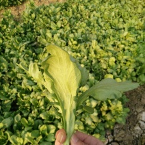 菊花菜5~10cm