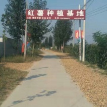 红薯粉皮包装手工粉皮