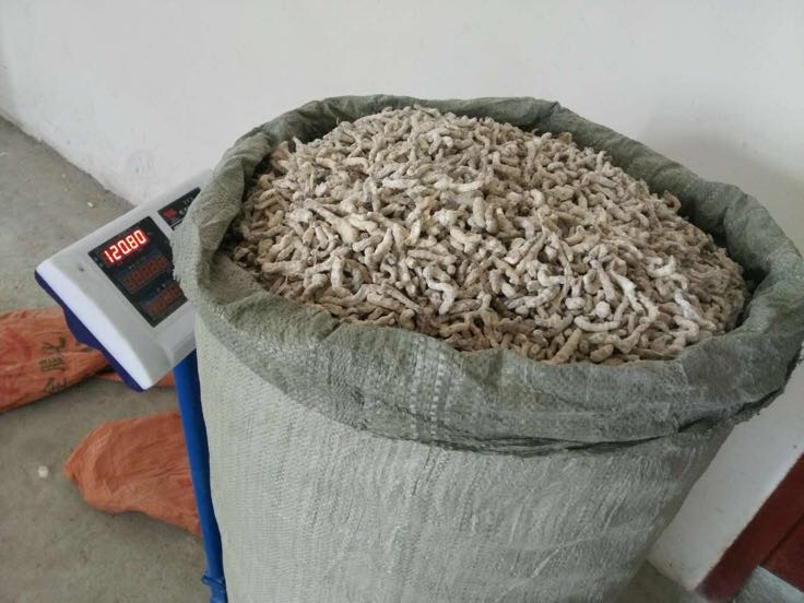 实用场景配图:专业计量工具直观呈现‘30g安全份量’,左侧玻璃碗中为精确称量的干炒蚕豆,右侧小碟盛放等效鲜蚕豆(带壳),标注体积与重量换算关系,强化读者认知锚点 营养师手持电子厨房秤精准称量30g干炒蚕豆倒入透明玻璃碗,旁边放置标尺与鲜蚕豆对比图:30g干豆体积约等于120g鲜豆(带壳)