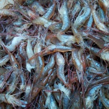 河虾活虾16~20只/kg