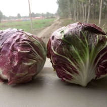 荷兰菊苣菜10~12cm