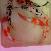 锦鲤饲料1~2公斤