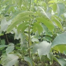 核桃苗50~100cm二年苗