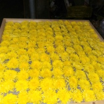 菊花茶开花