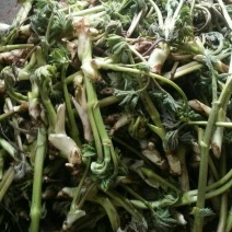 山野菜