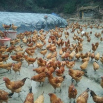土鸡