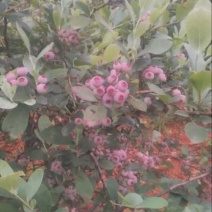 兔眼蓝莓
