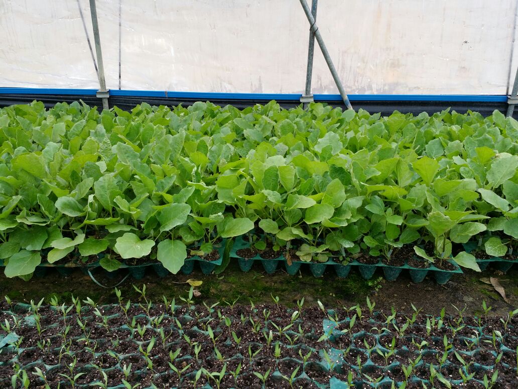 茄子幼苗在穴盘中的生长状态