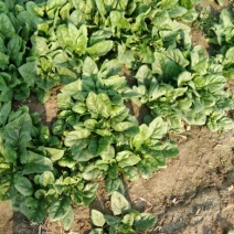秋菠菜15~20厘米