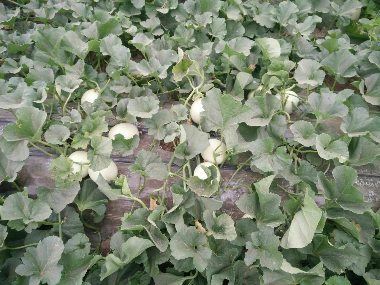 伊丽莎白甜瓜种植基地