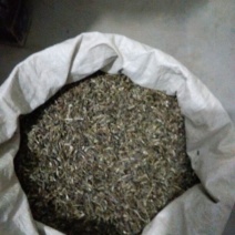 白术种子98%以上