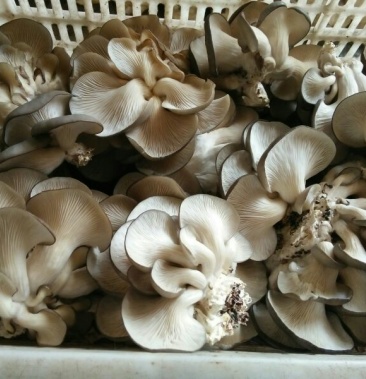 [灰平菇批发]灰平菇 厚 10厘米 浅灰色价格1.20元/斤 - 一亩田