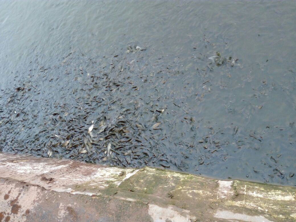 除草剂流入鱼塘对水质和鱼类的影响