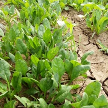 大叶菠菜20~25厘米