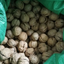 山核桃25mm以下去皮干