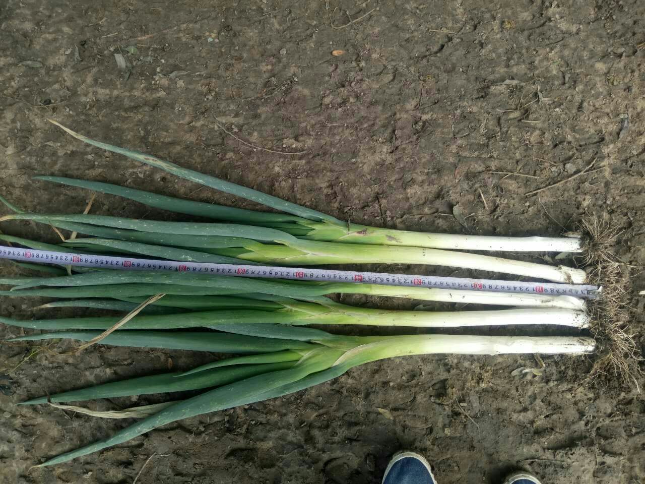 章丘大葱与普通大葱并列对比,突出其葱白更长、葱叶更绿的外形特征 章丘大葱与普通大葱对比图